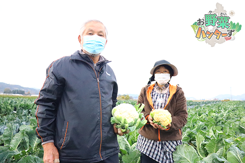 カリフラワーを生産されている、東近江市の安井綱次郎さん・美代子さんご夫妻